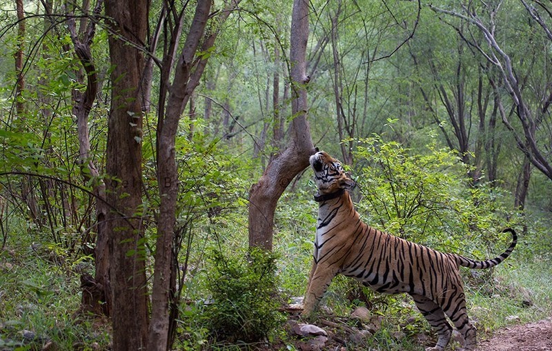 Sariska Tiger Reserve Tiger Rajasthan Breaking  India 