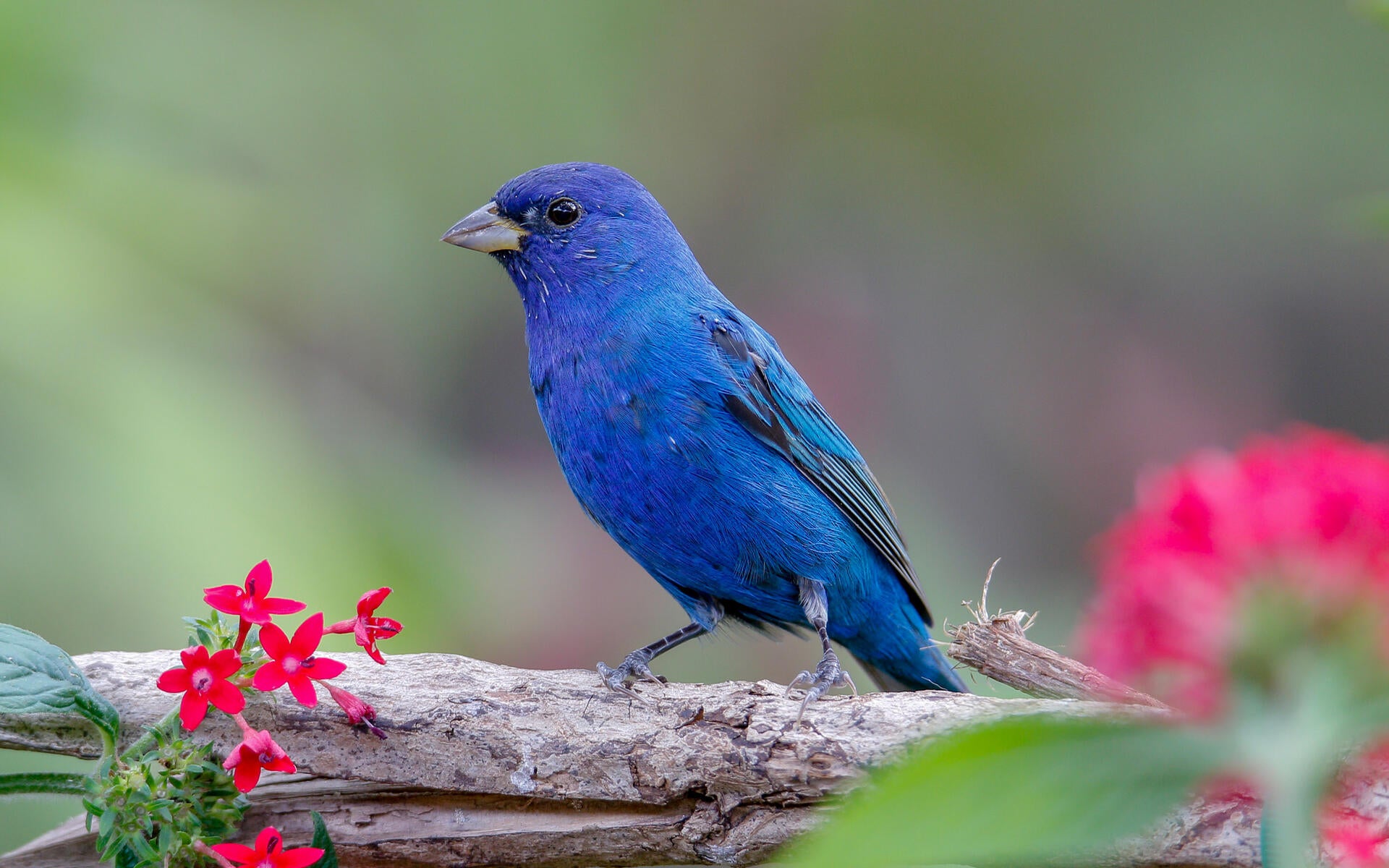 Birdwatching Indigo bunting Birds Bird Guides 