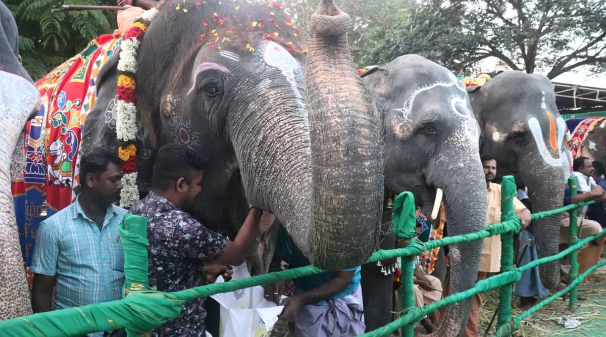 Elephant Mahout Thiruchendur Chennai 