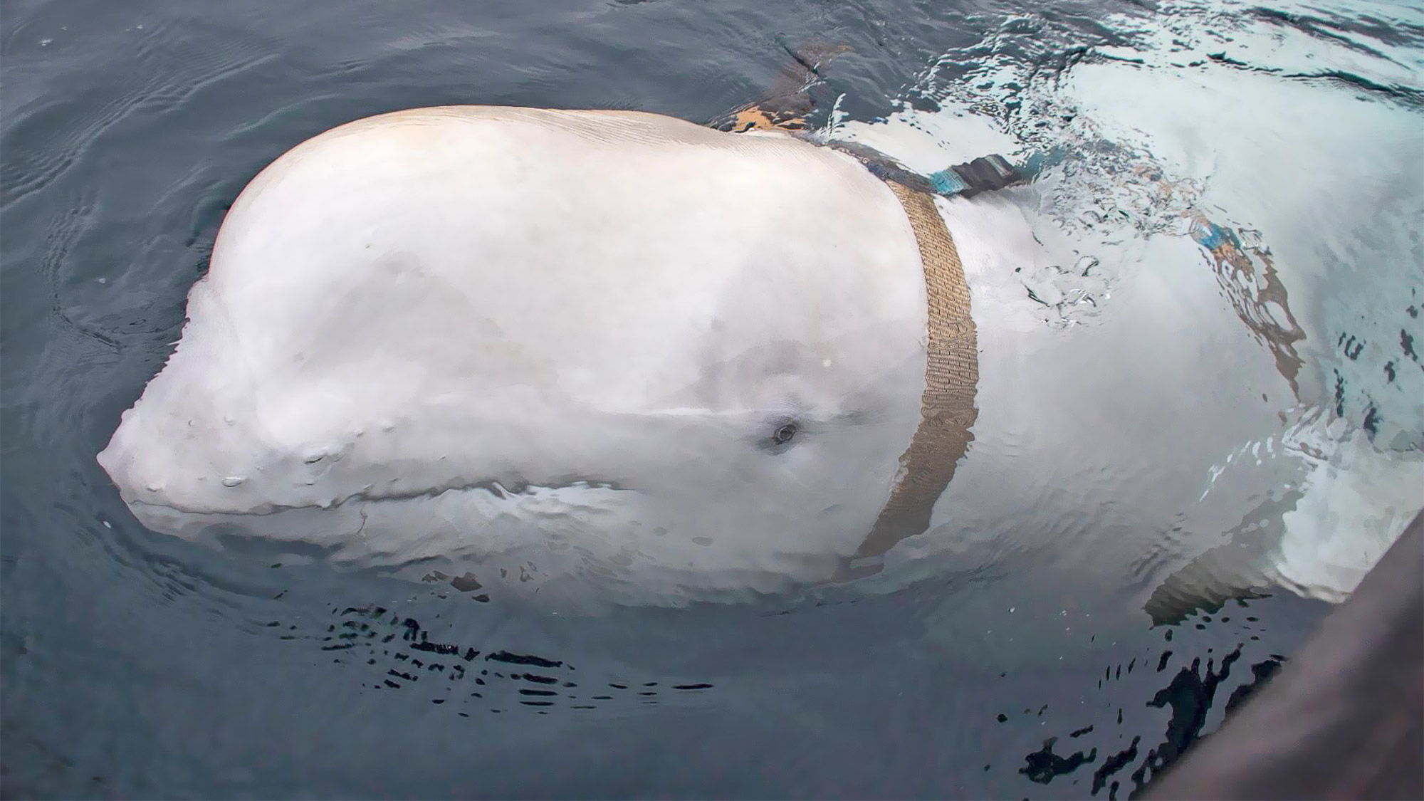 Beluga whale Russia Norway Cetaceans 