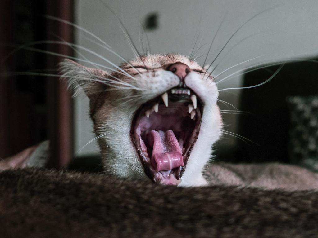 Roaring  Kitty  