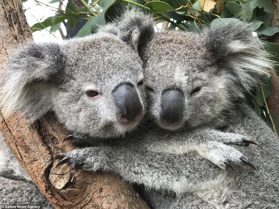 Koala Australia 