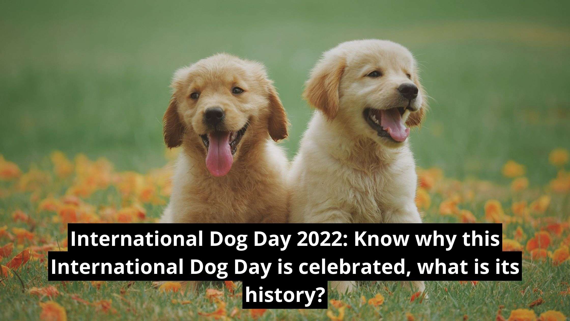 International Dog Day 