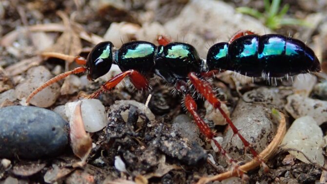 Ants Blue ant India Paraparatrechina Arunachal Pradesh Biodiversity 