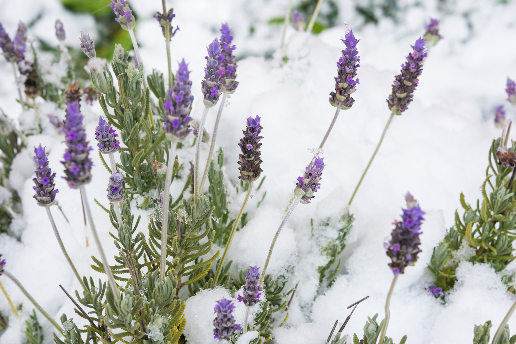 A.  Lavender  Frost 