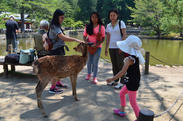 Japan Nara Park Viral video Sika deer 