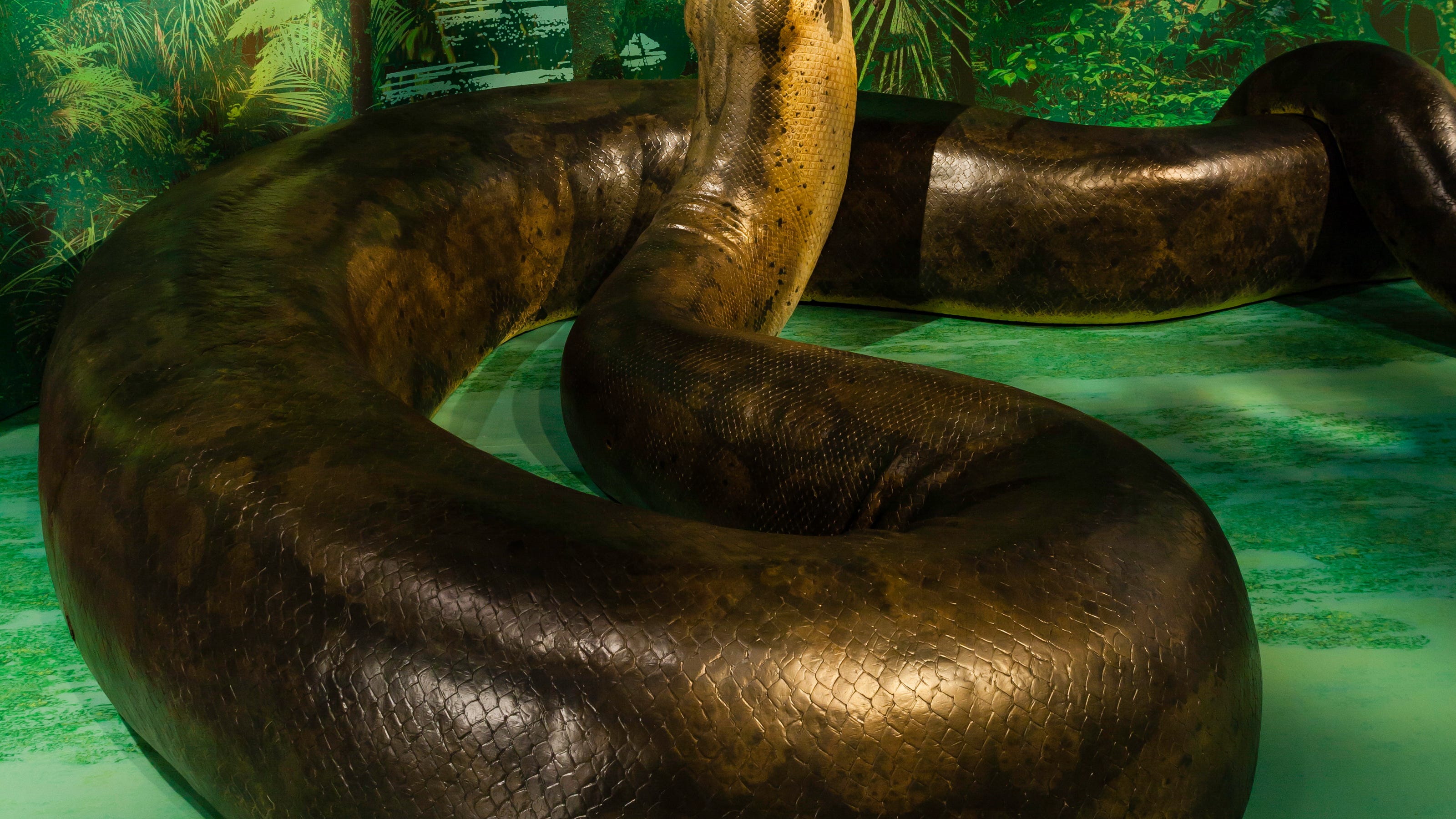 Snake India Fossil Titanoboa Vasuki 