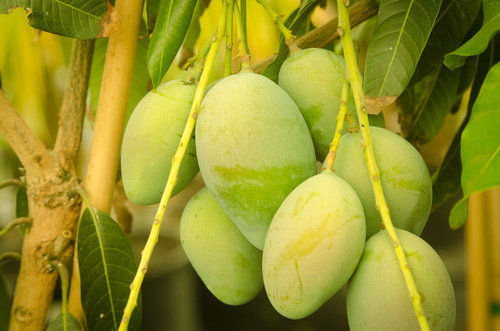 Mango International Mango Festival Lucknow Yogi Adityanath Uttar Pradesh Chief Minister Chief minister 