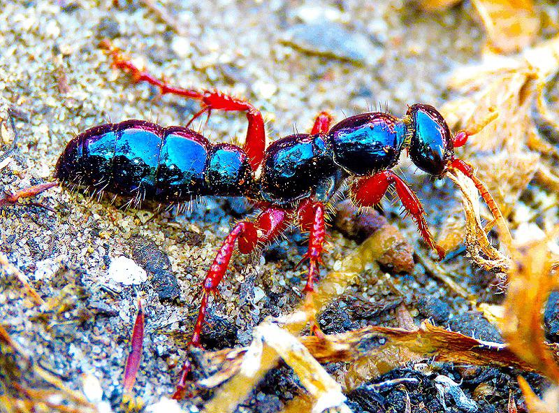 Ants Blue ant India Paraparatrechina Arunachal Pradesh Biodiversity 