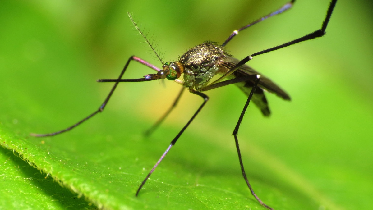 Triple E Mosquito Virus Encephalitis 