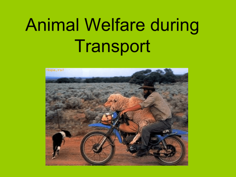 Animal Welfare  