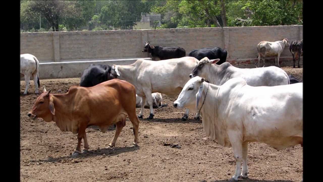 Gau Raksha  