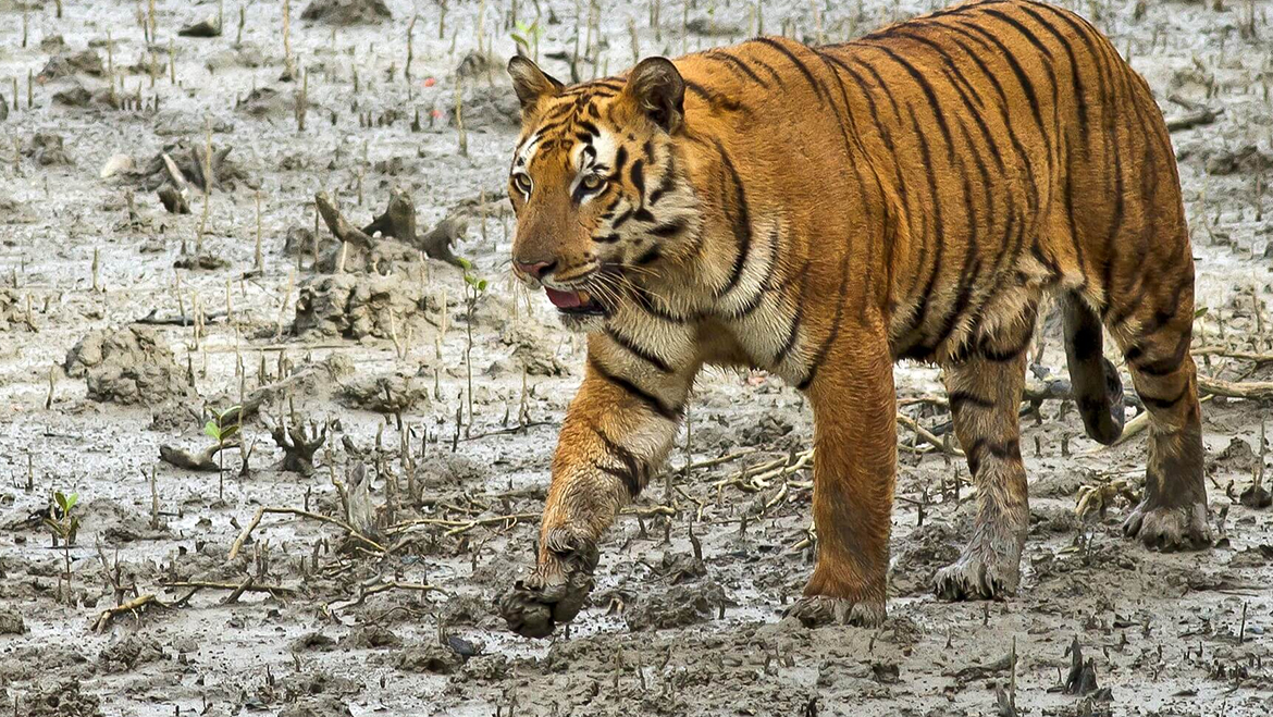 Tiger Bengal tiger Odisha Brahmapur Ganjam National Highway 16 Big cat 