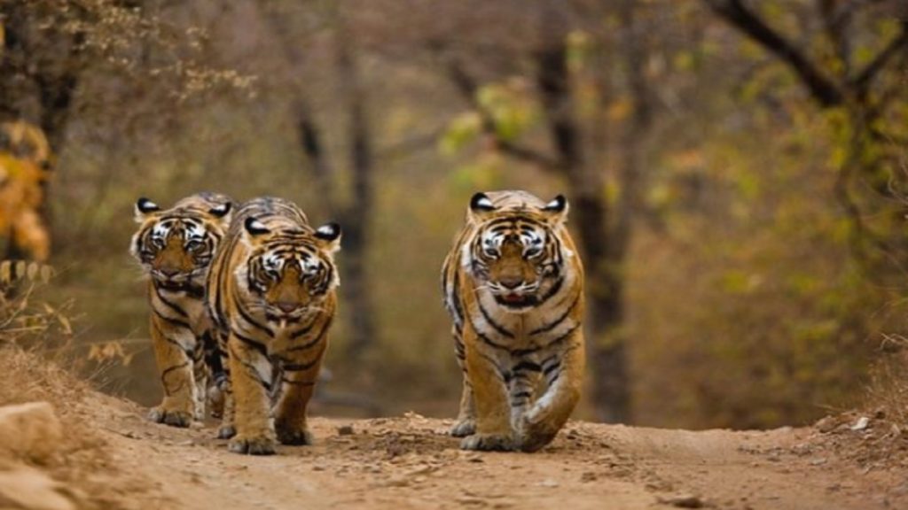 Madhav Tiger Reserve M P  