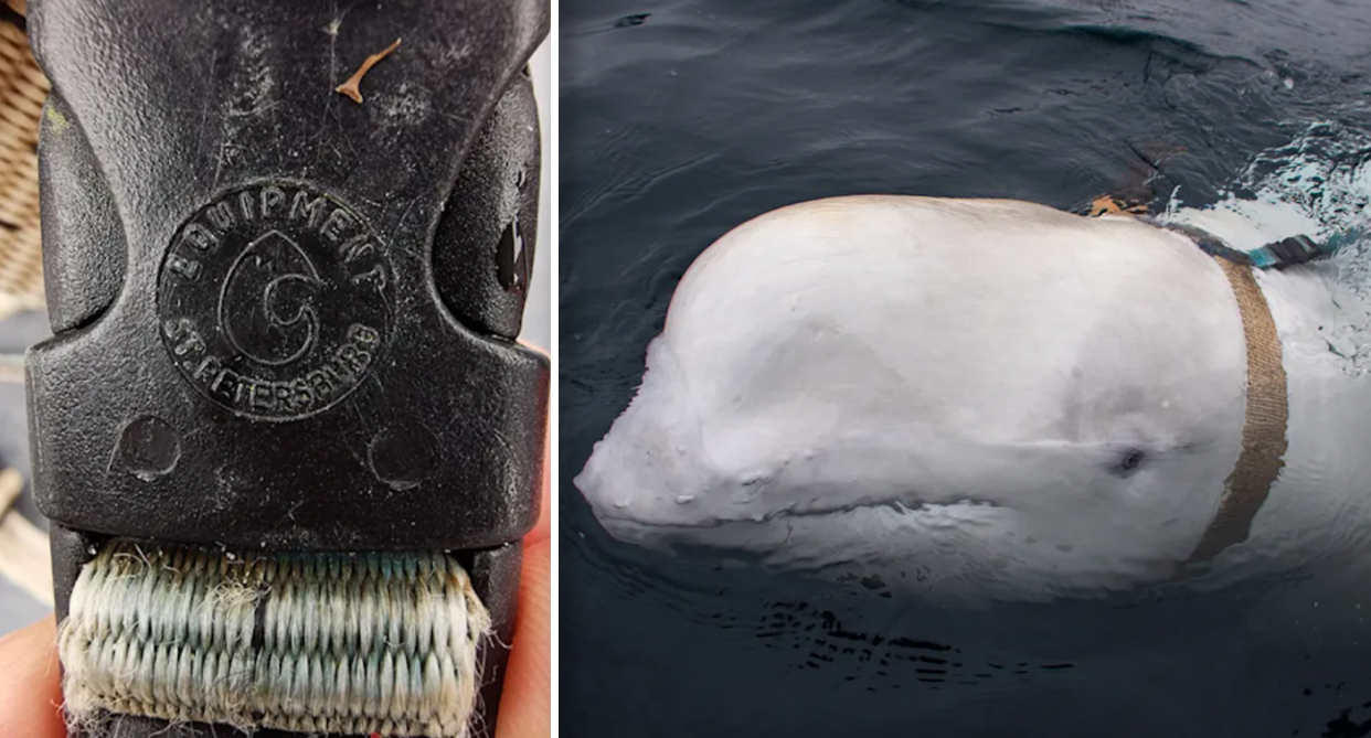 Beluga whale Russia Norway Cetaceans 