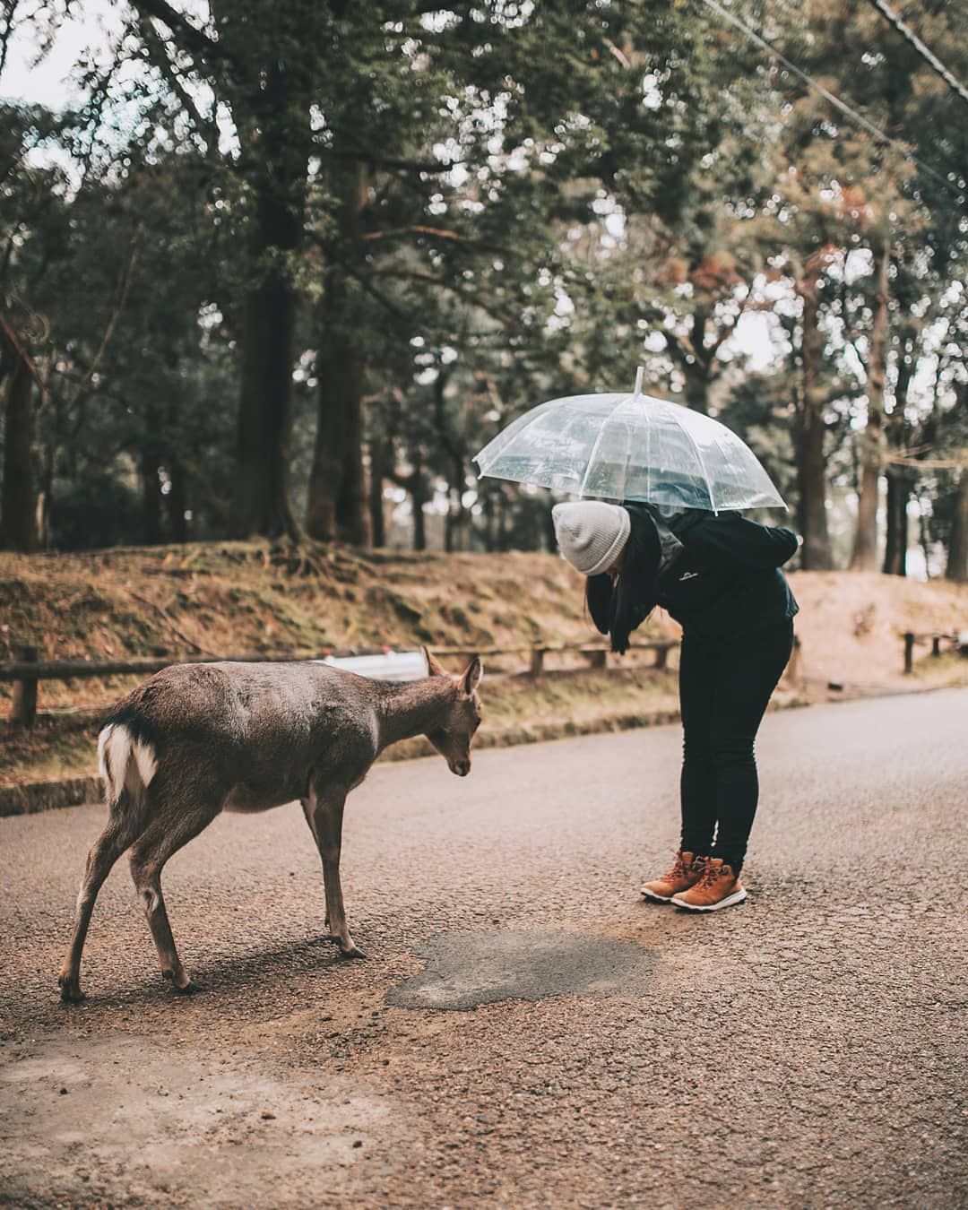 Deer Japan Nara Park Viral video 